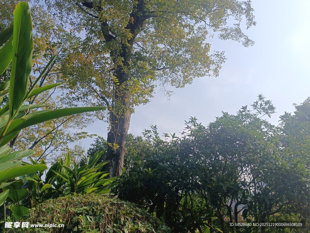 繁茂树林中的绿意景致