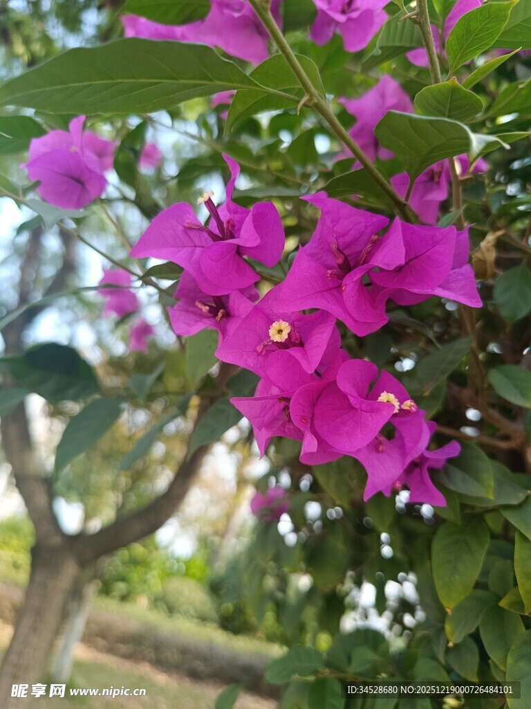 娇艳三角梅绽放枝头