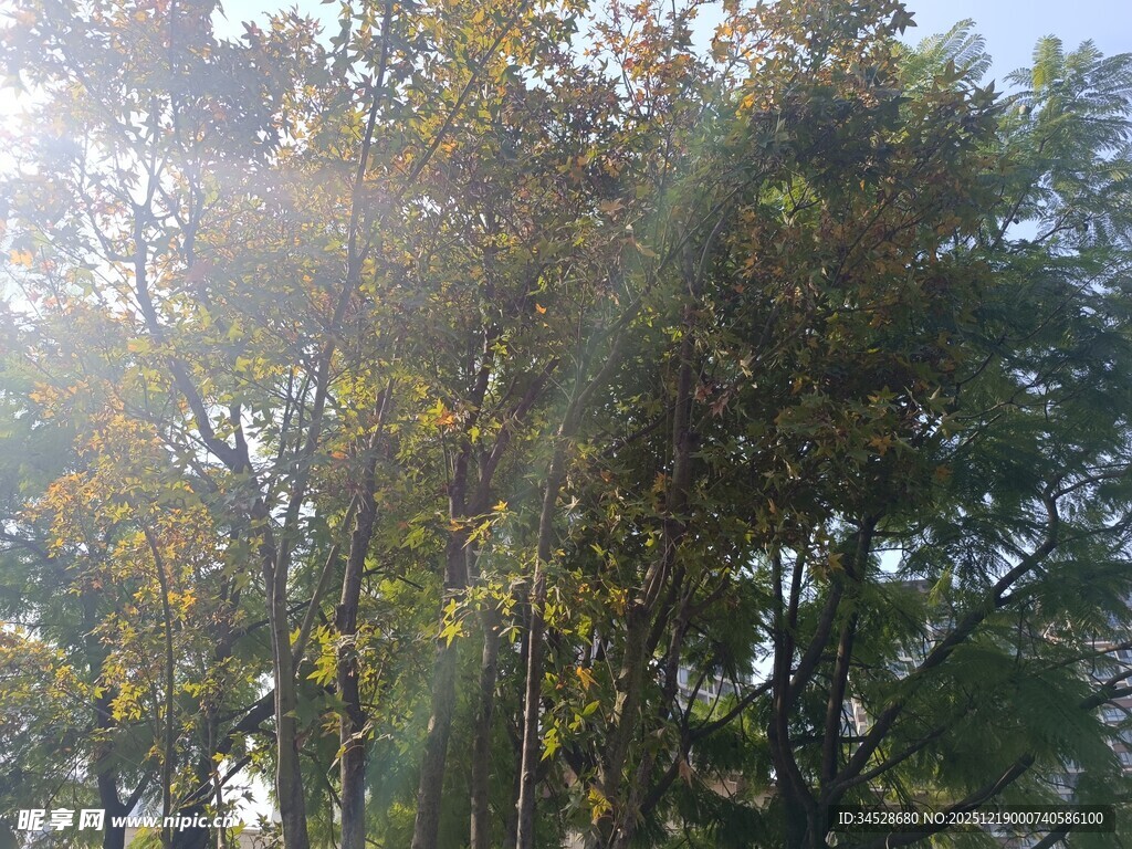 阳光洒落林间树木