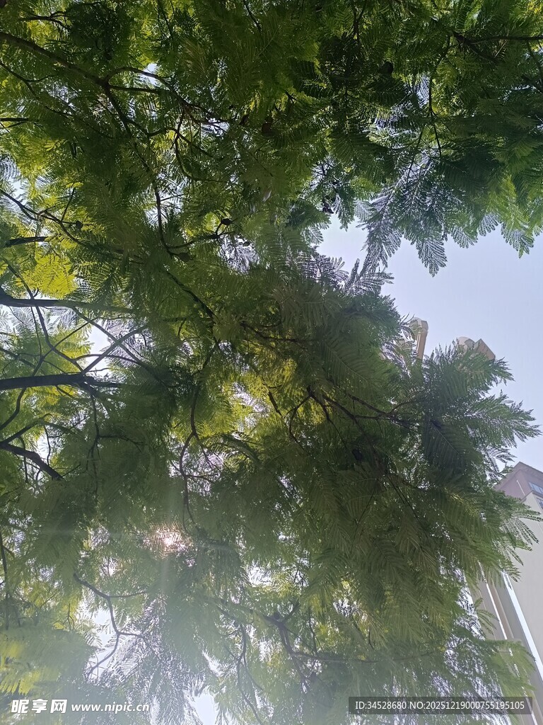 阳光透过树叶的绿意景象