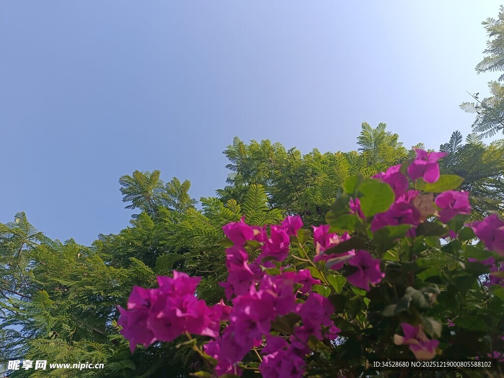 艳丽三角梅绽放于蓝天之下