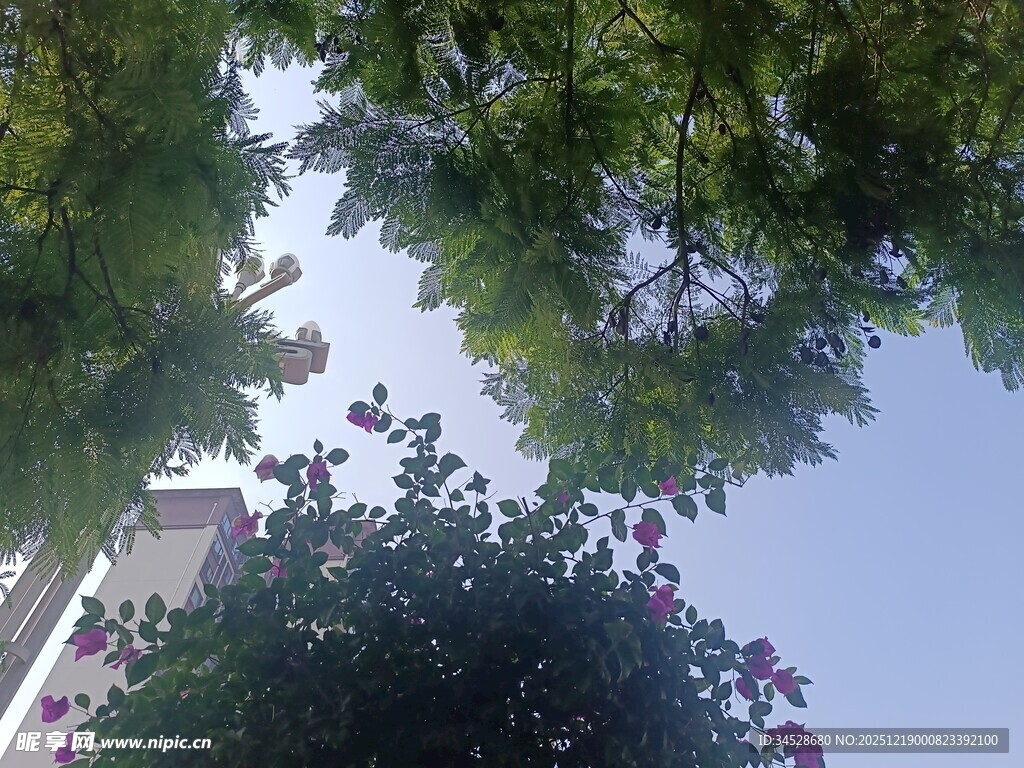 仰视繁花绿树与蓝天