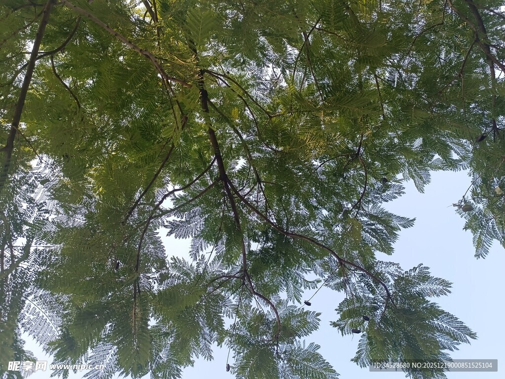 仰视翠绿繁茂的树枝