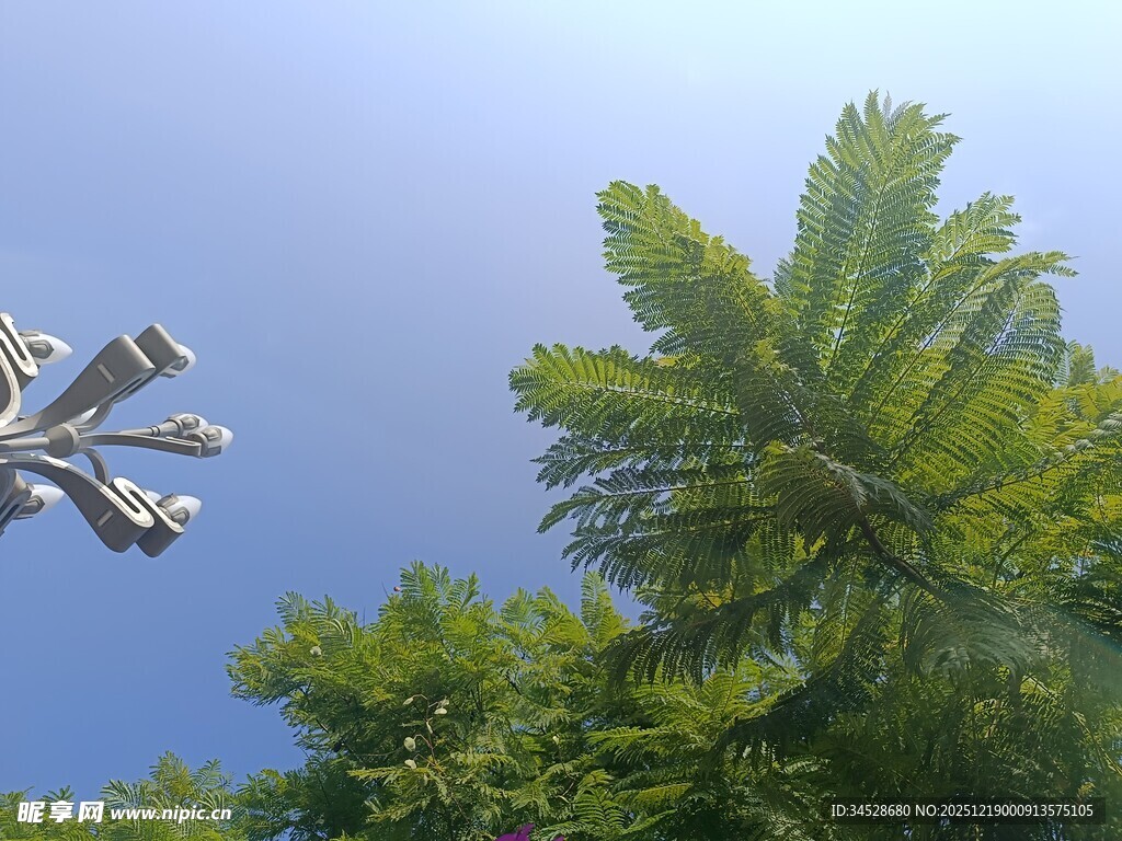 蓝天绿树间的飞机