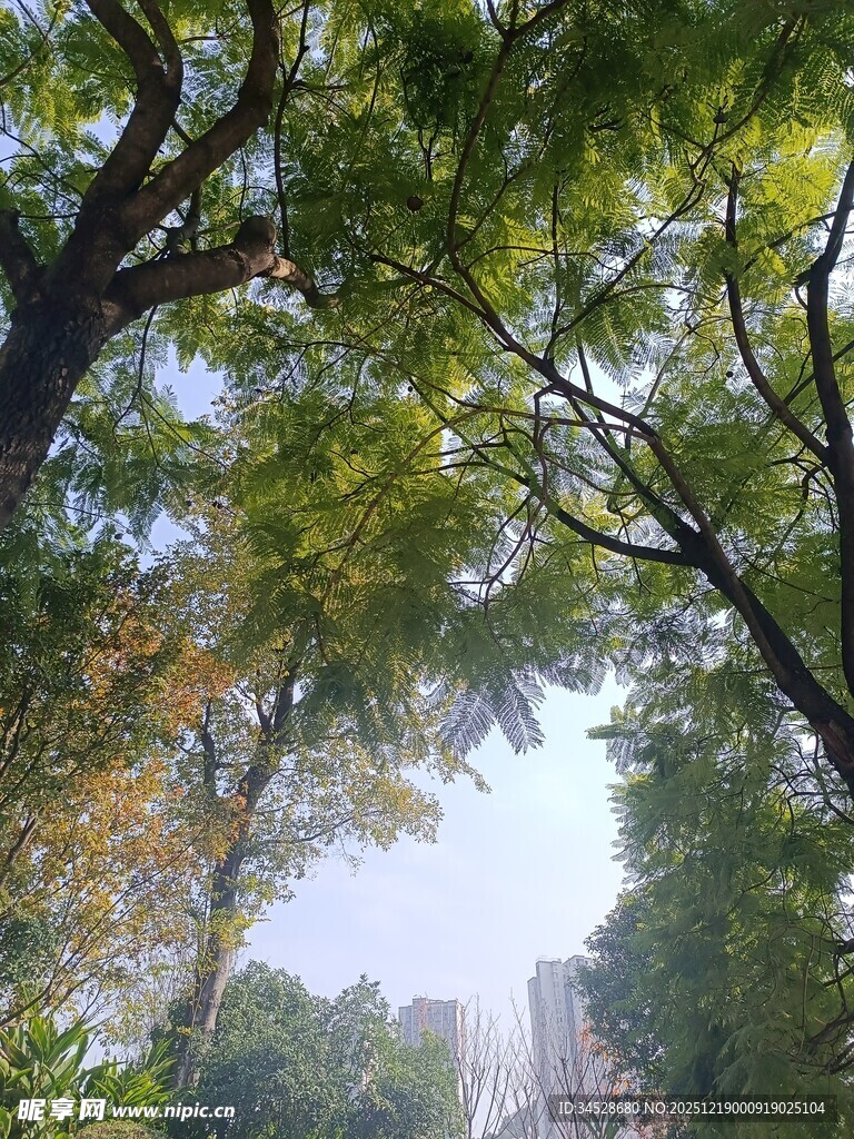 林间绿荫下的清新景致