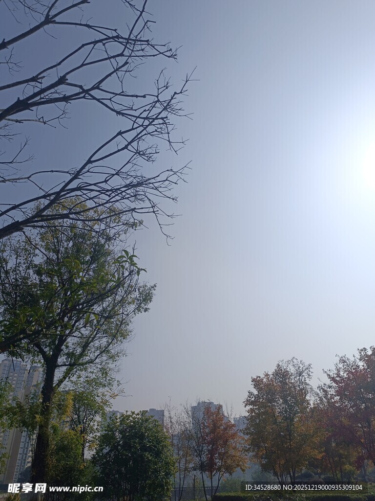 秋日暖阳下的树木景观