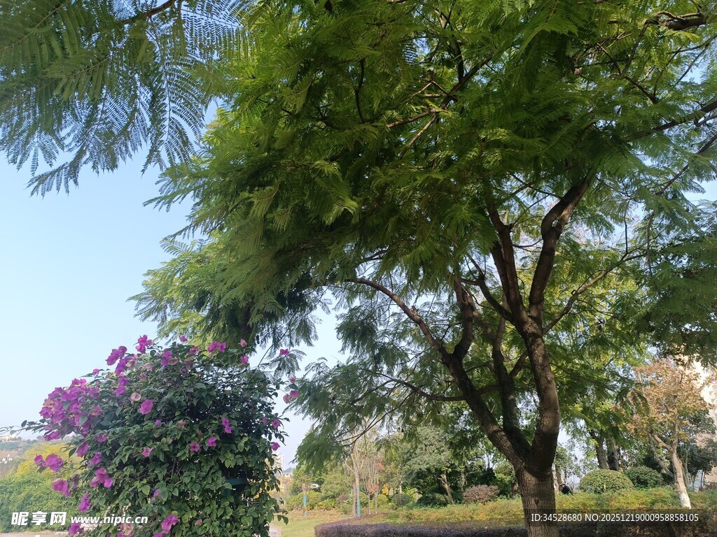 公园绿树繁花景致