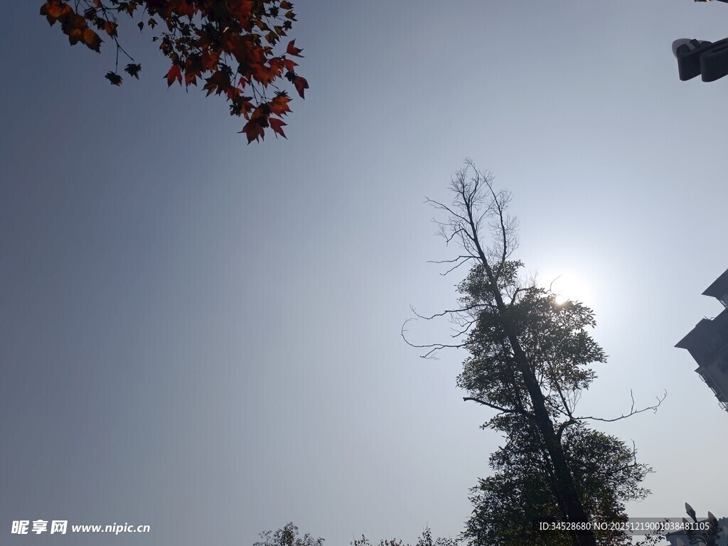 阳光下的挺拔树木