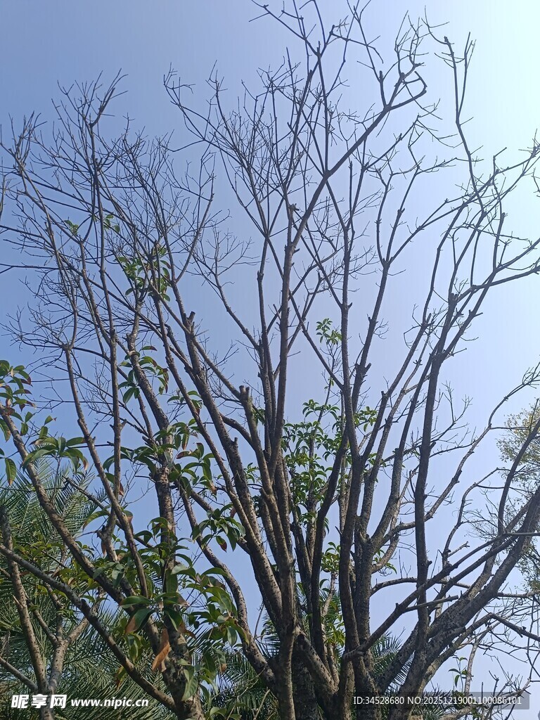 光秃树枝与蓝天景象