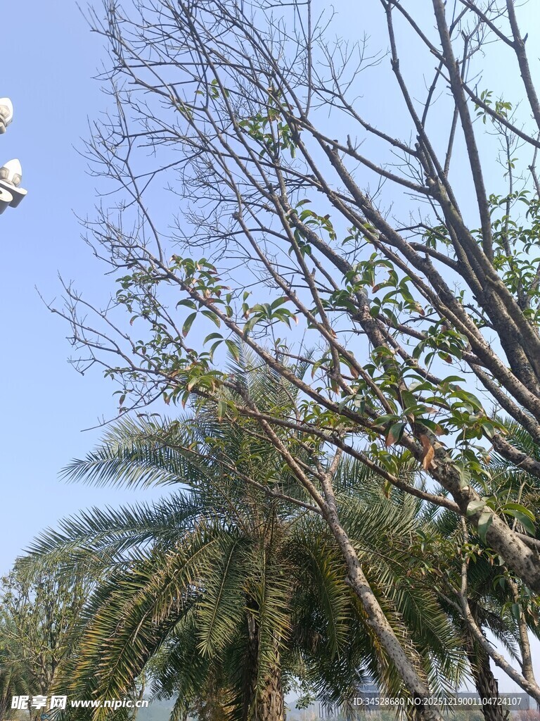 蓝天映衬下的树木景观