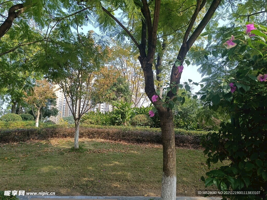 公园绿荫下的宁静景致