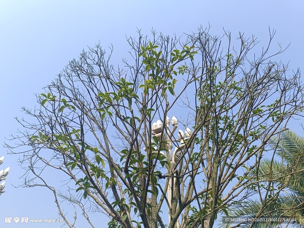 工人高空作业修剪树木