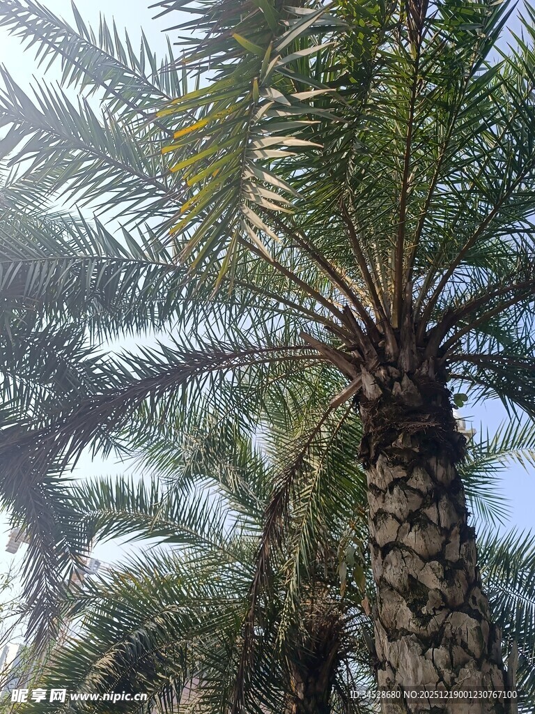 仰视下的高大棕榈树