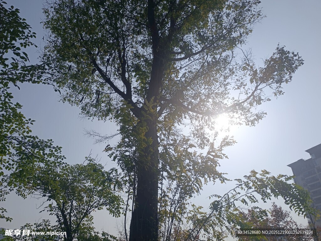 阳光透过树木洒下的美景