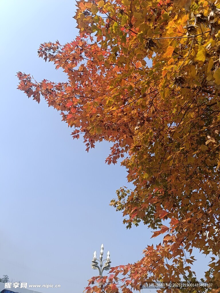 秋日绚烂树叶映蓝天