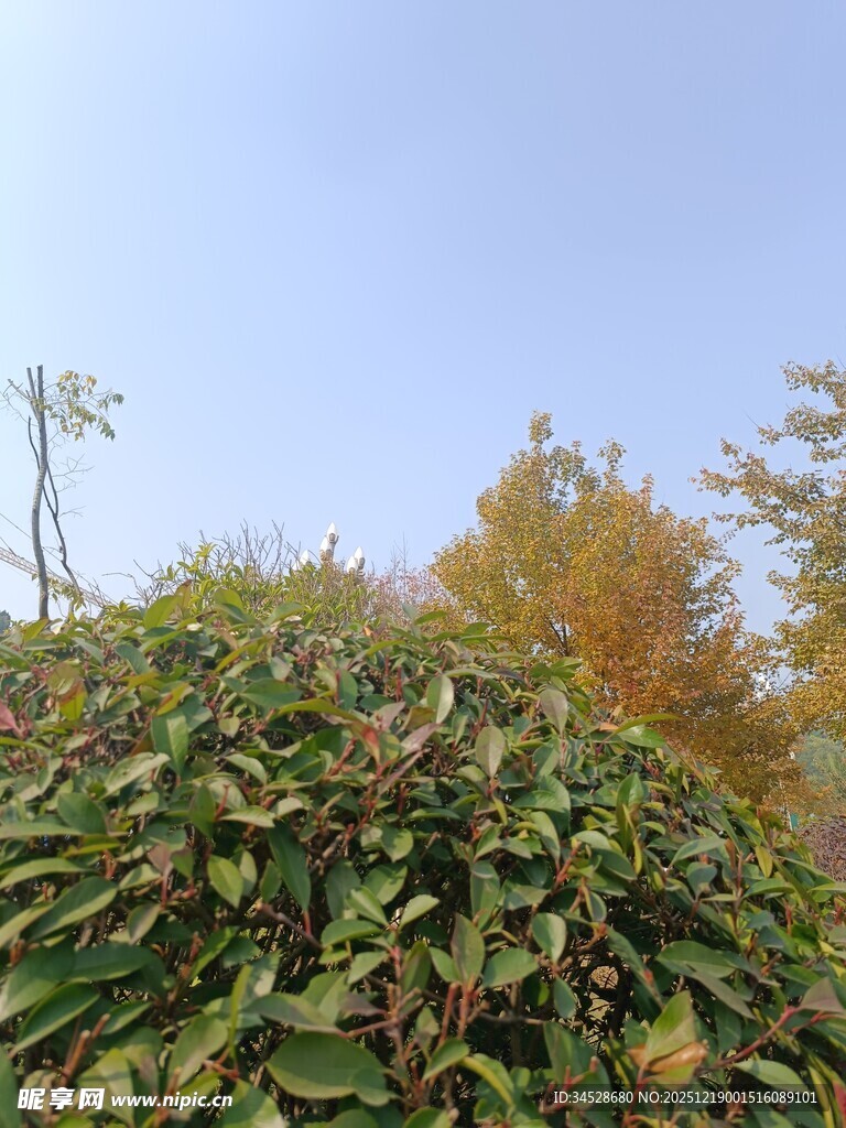 秋日绿植与多彩树木景观