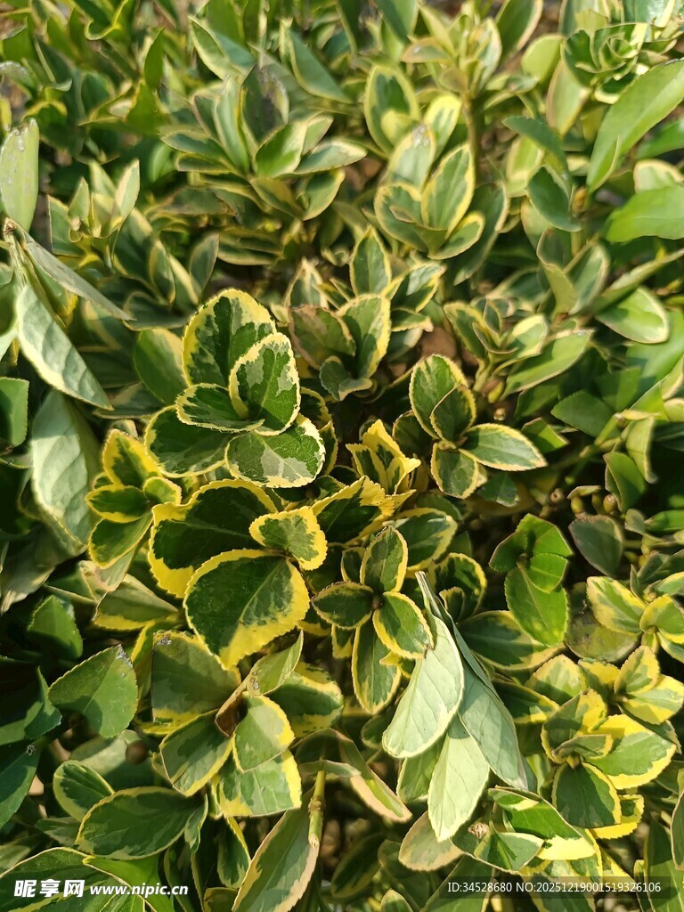 黄绿相间的斑驳叶片