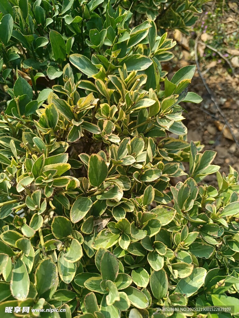 黄绿相间的茂密植物