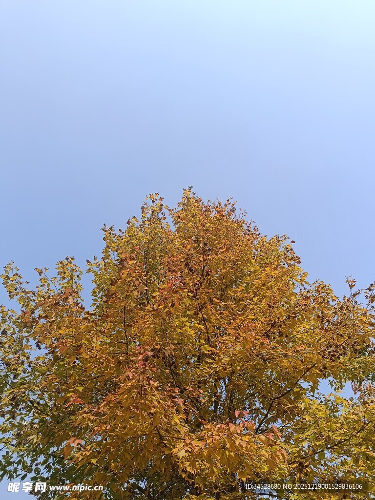 秋日金黄树冠映蓝天