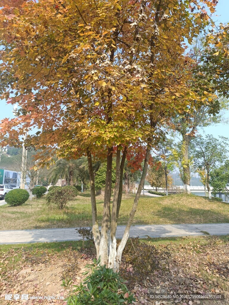 秋日路旁斑斓树木景观