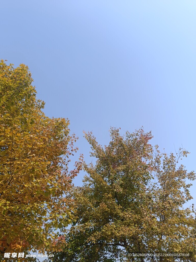 秋日树梢与蓝天