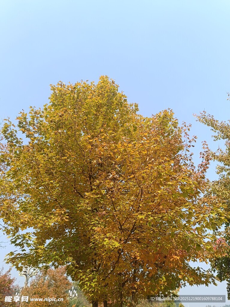 秋日金黄树冠