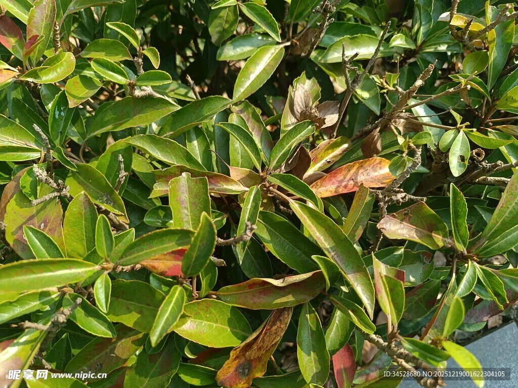 翠绿植物枝叶特写
