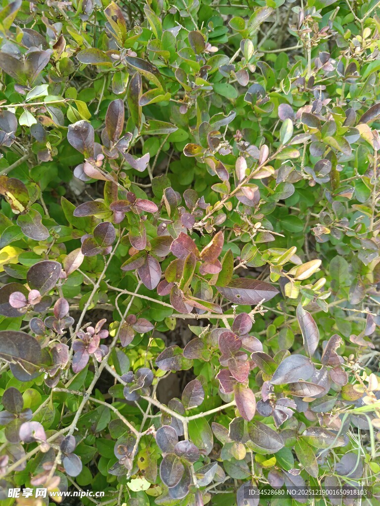 枝叶繁茂的植物景观