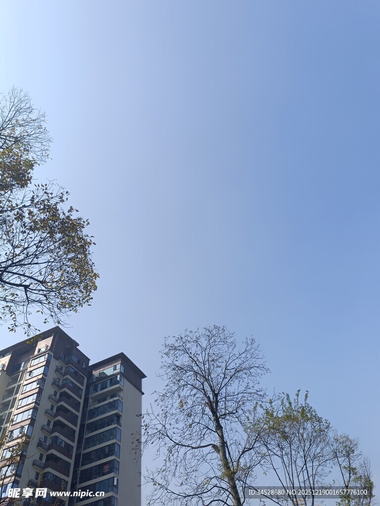 高楼与树木映衬蓝天