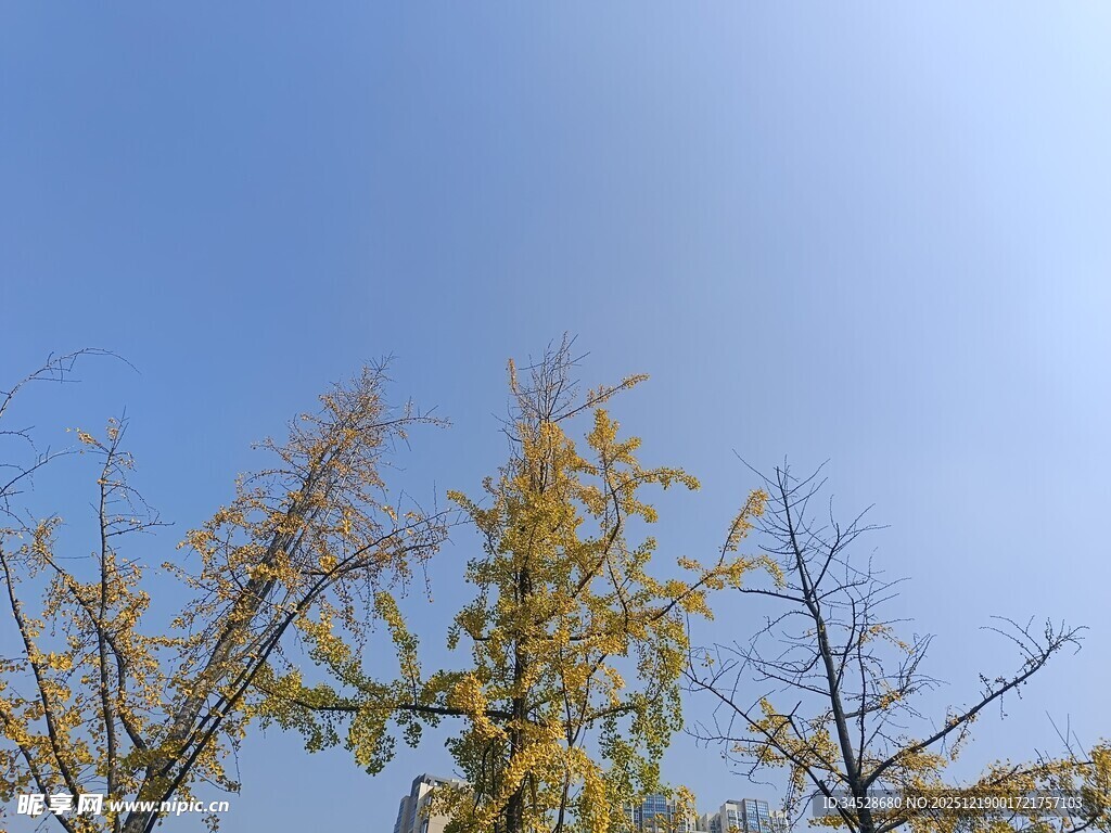 蓝天映衬下的金黄树木