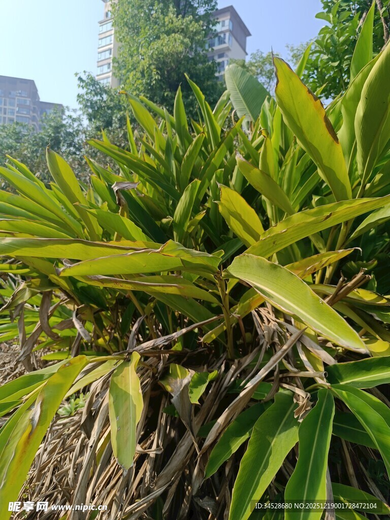 翠绿丛生植物特写