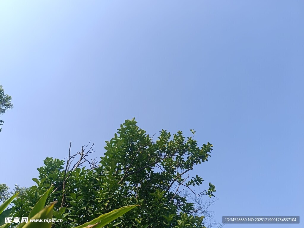 蓝天绿树的清新景致