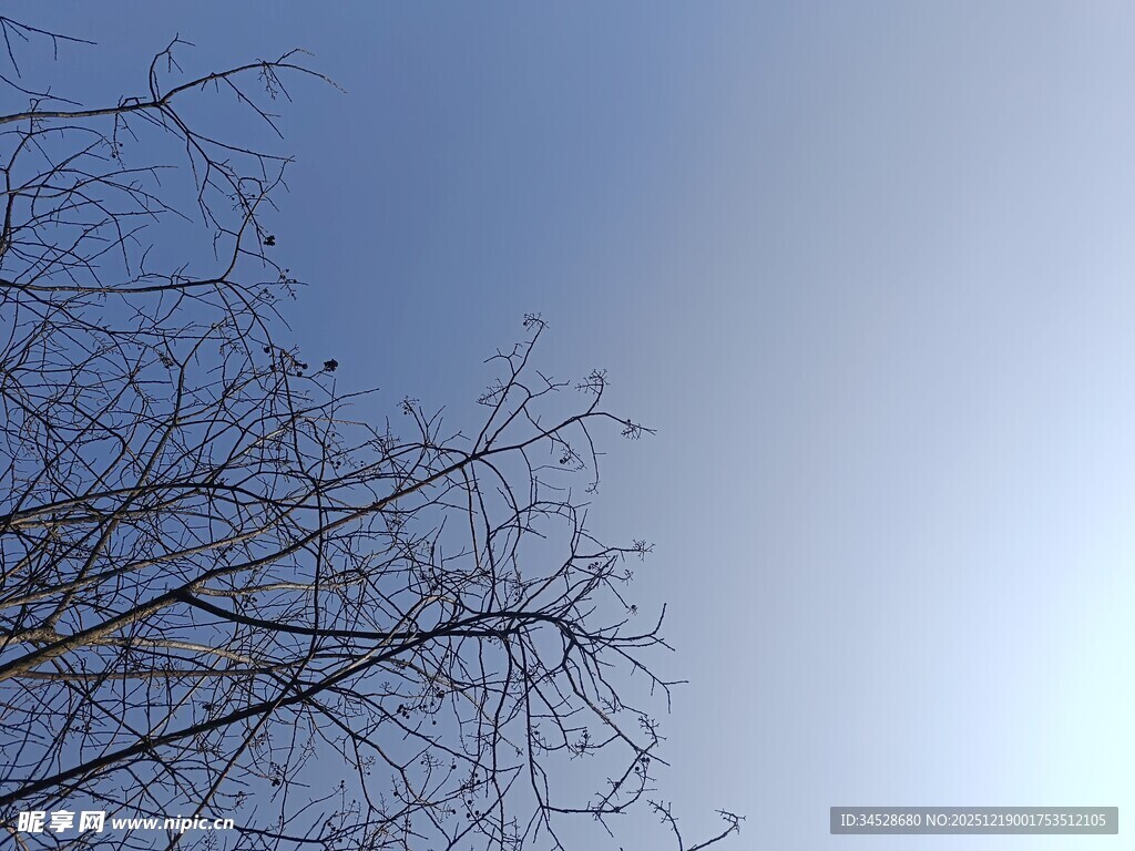 冬日光秃树枝与晴朗天空