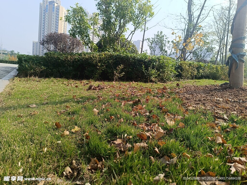 秋日公园草地落叶景象