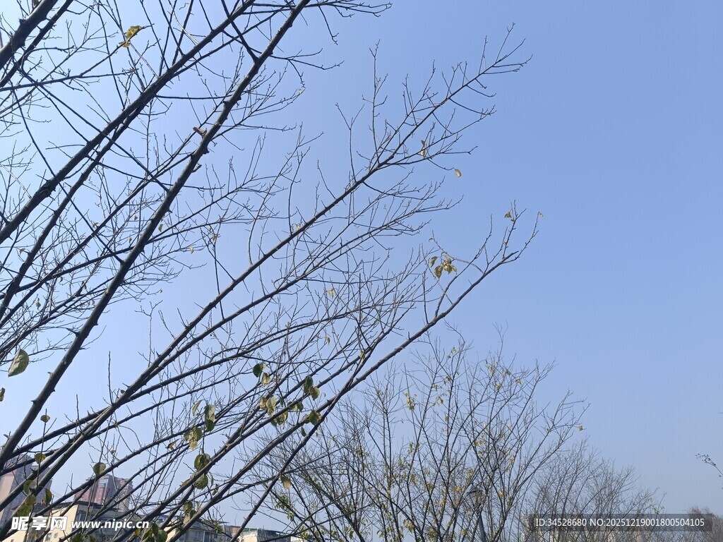 冬日光秃树枝与蓝天