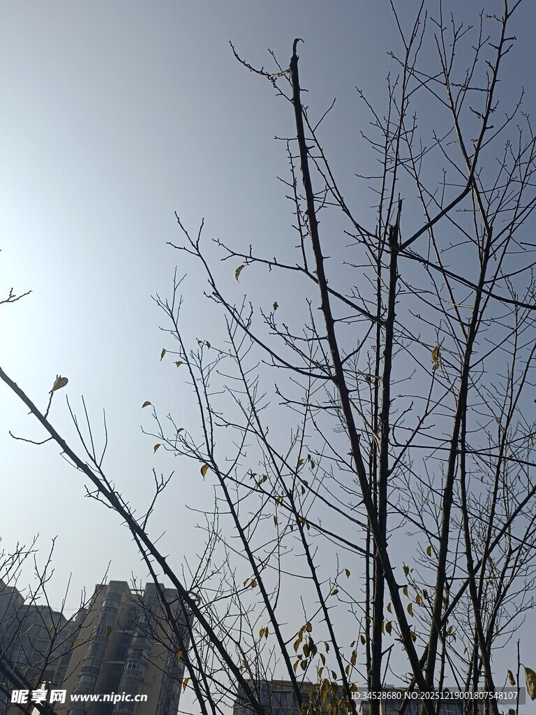 冬日光秃树木与朦胧天空