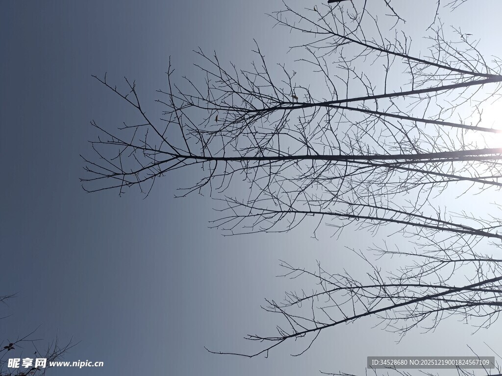 冬日枯树映蓝天