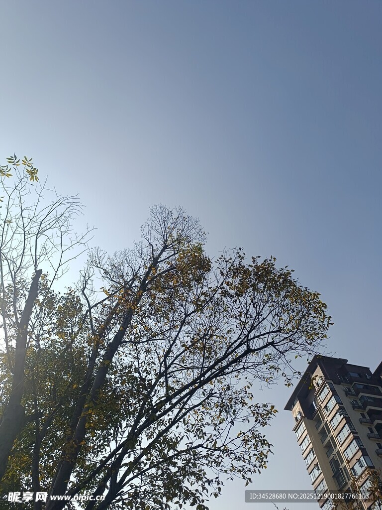 阳光下的树木与高楼