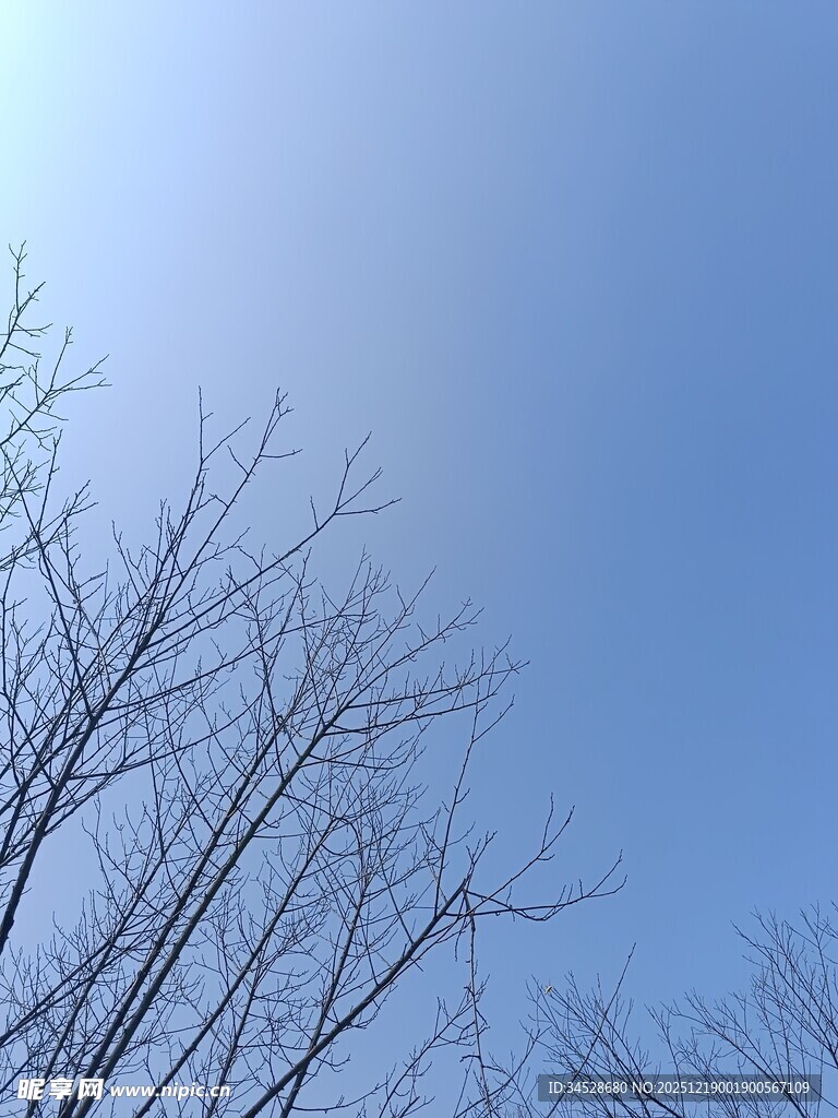 冬日光秃树枝与蓝天