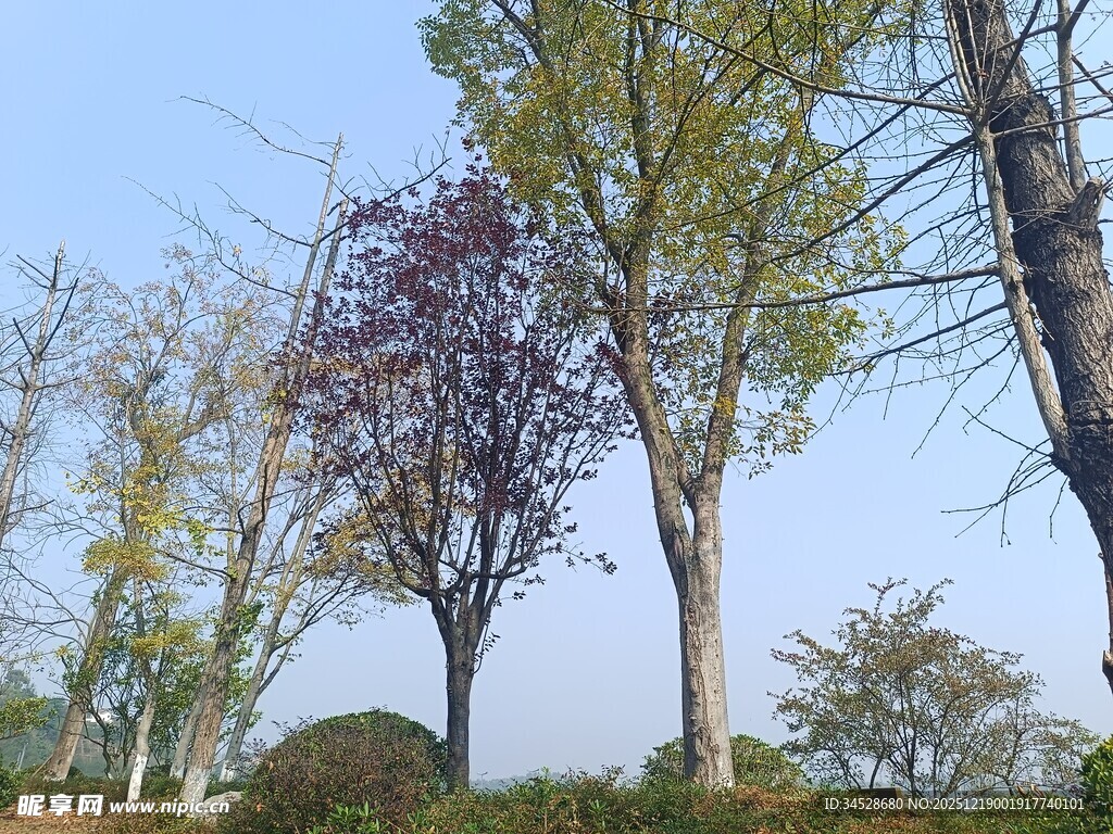 春日园林树木景致