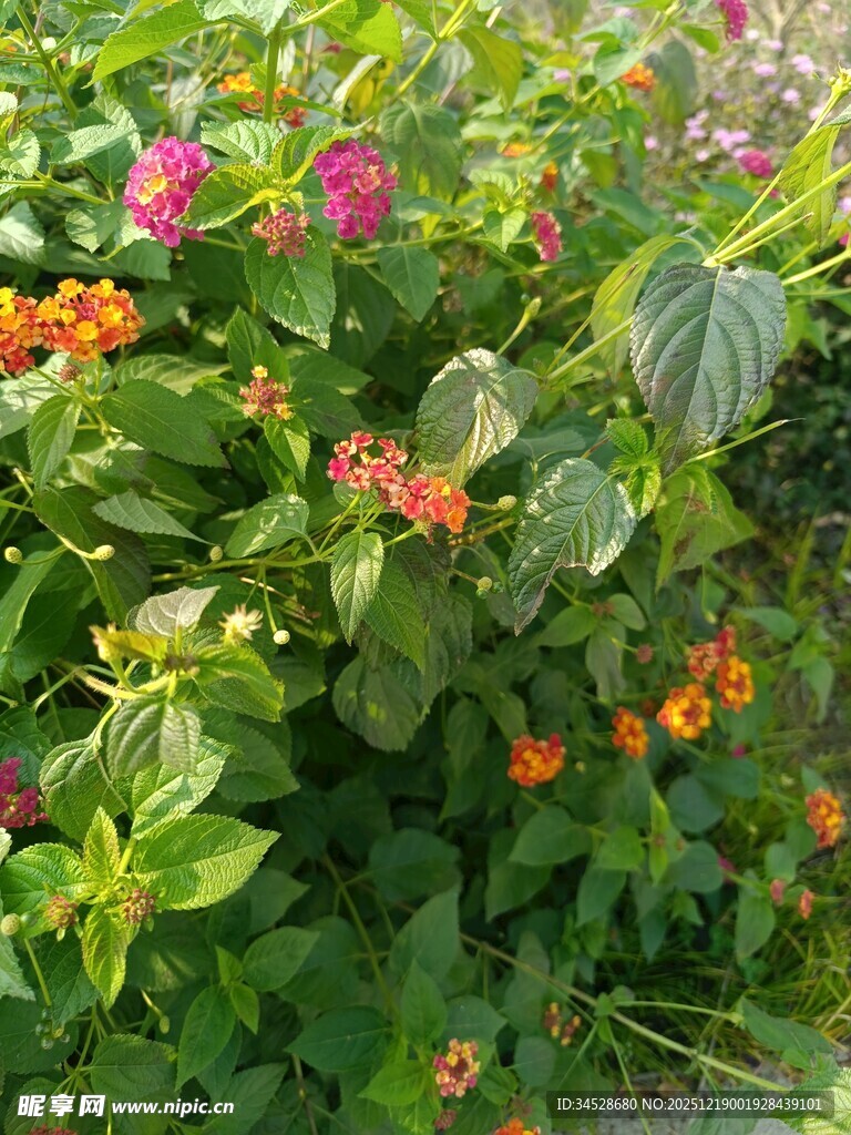 多彩花卉绽放于绿叶间