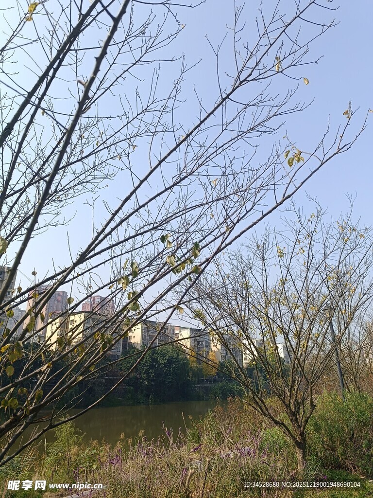 郊外光秃树枝与远景建筑