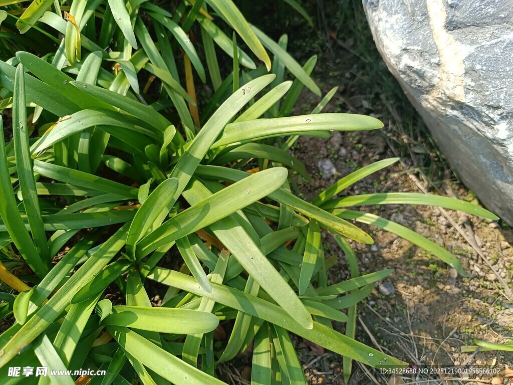 翠绿植物与石相伴