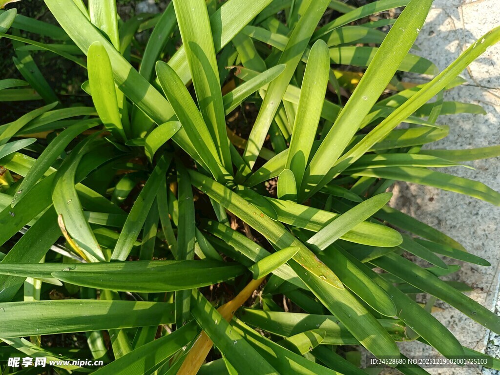 翠绿细长叶片的植物特写