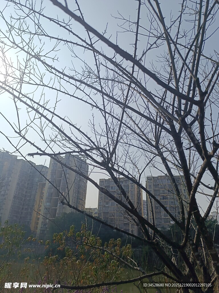 阳光下光秃树枝与远处建筑