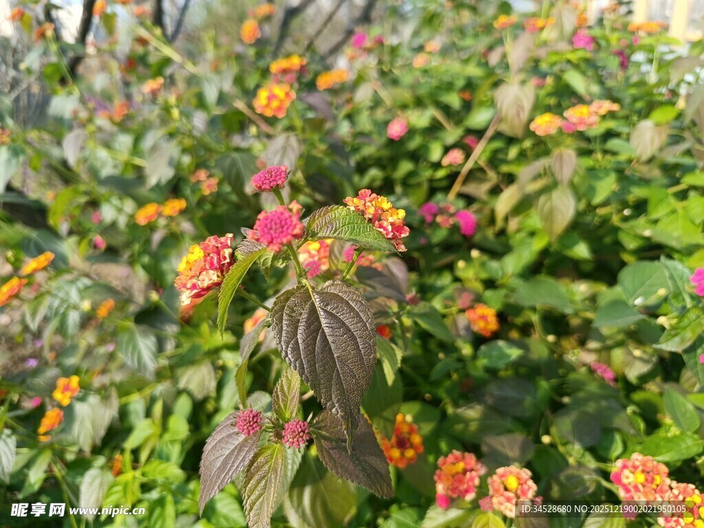 多彩花卉植物景观