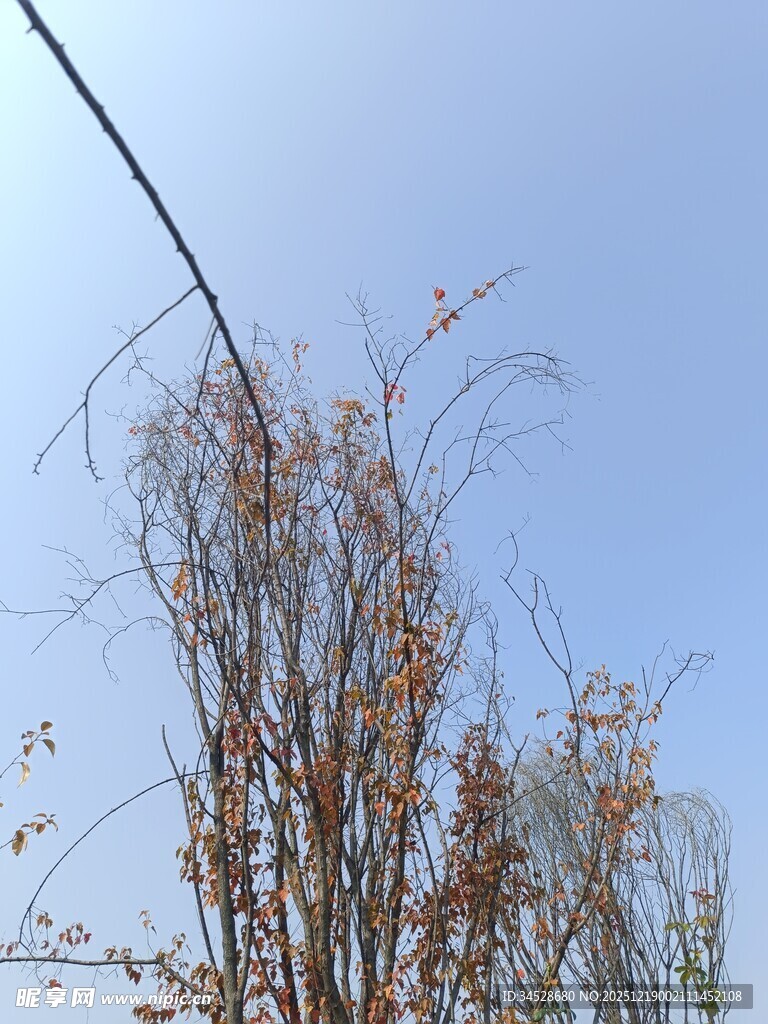 秋日枯枝映蓝天