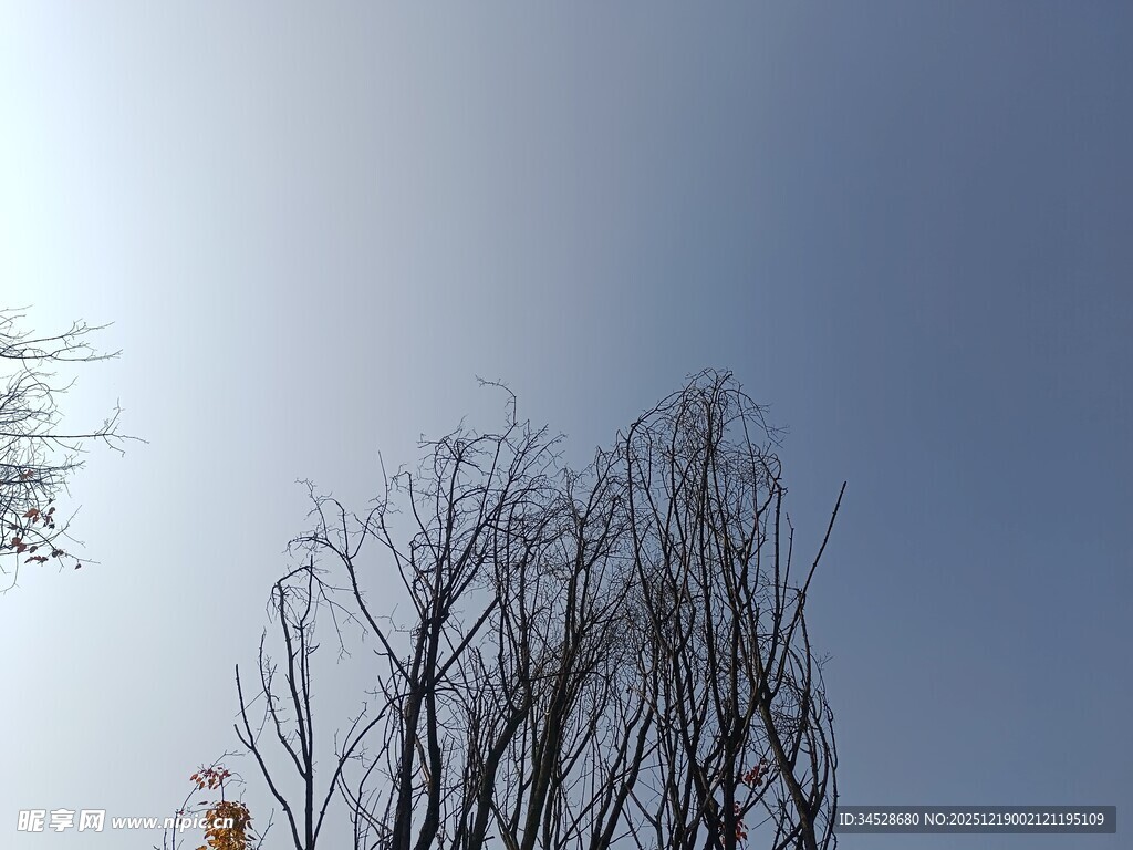 冬日枯树与蓝天景象