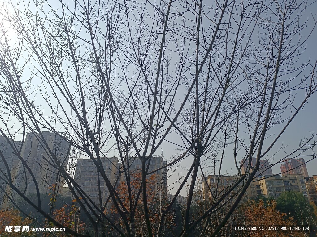 冬日枯树与远处建筑景观