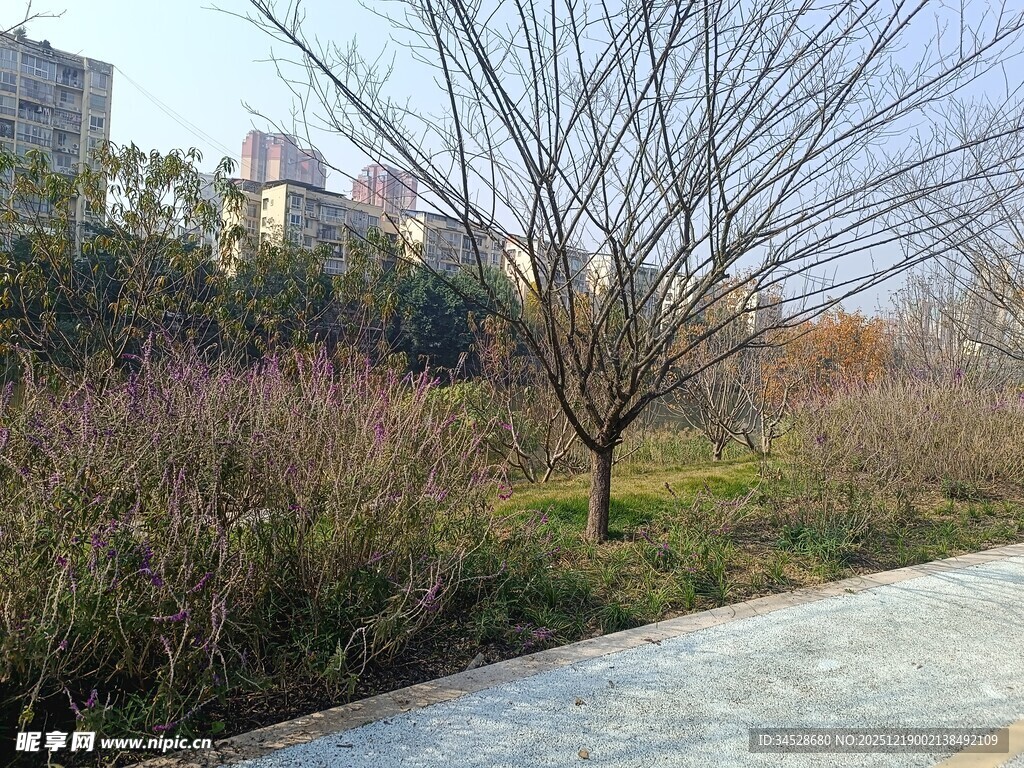 冬日路旁光秃树木与草地